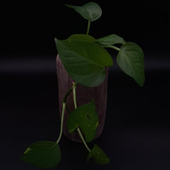 Handmade anthracite stoneware Rubble Vase II holding a trailing green plant, showing the contrast between the dark textured ceramic surface and natural leaves.